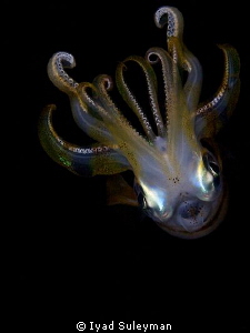 Reef Squid by Iyad Suleyman 